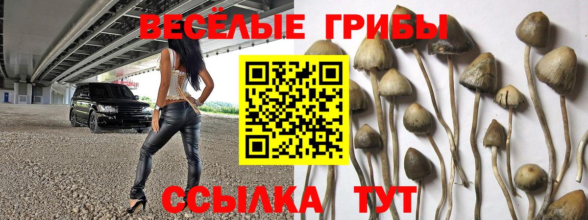 Галлюциногенные грибы Psilocybine cubensis Сланцы